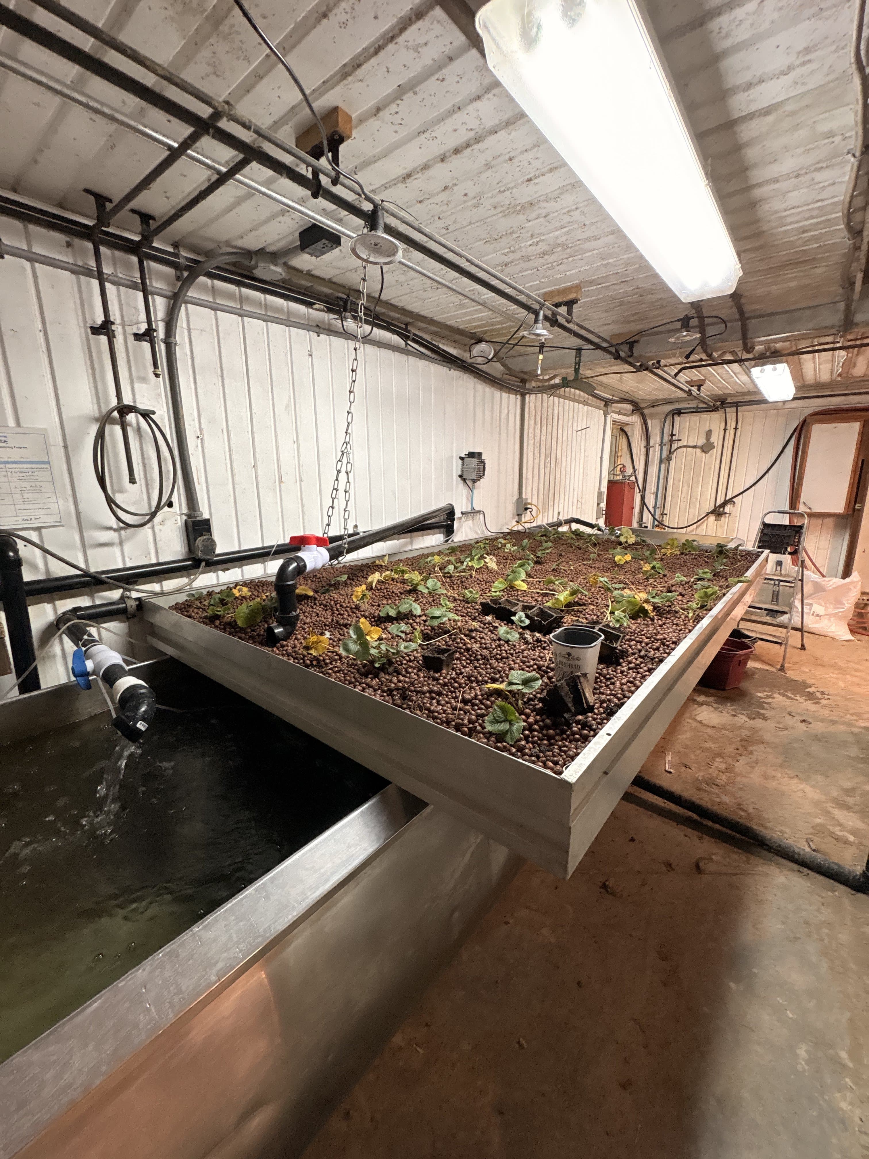 Grow bed + fish tank