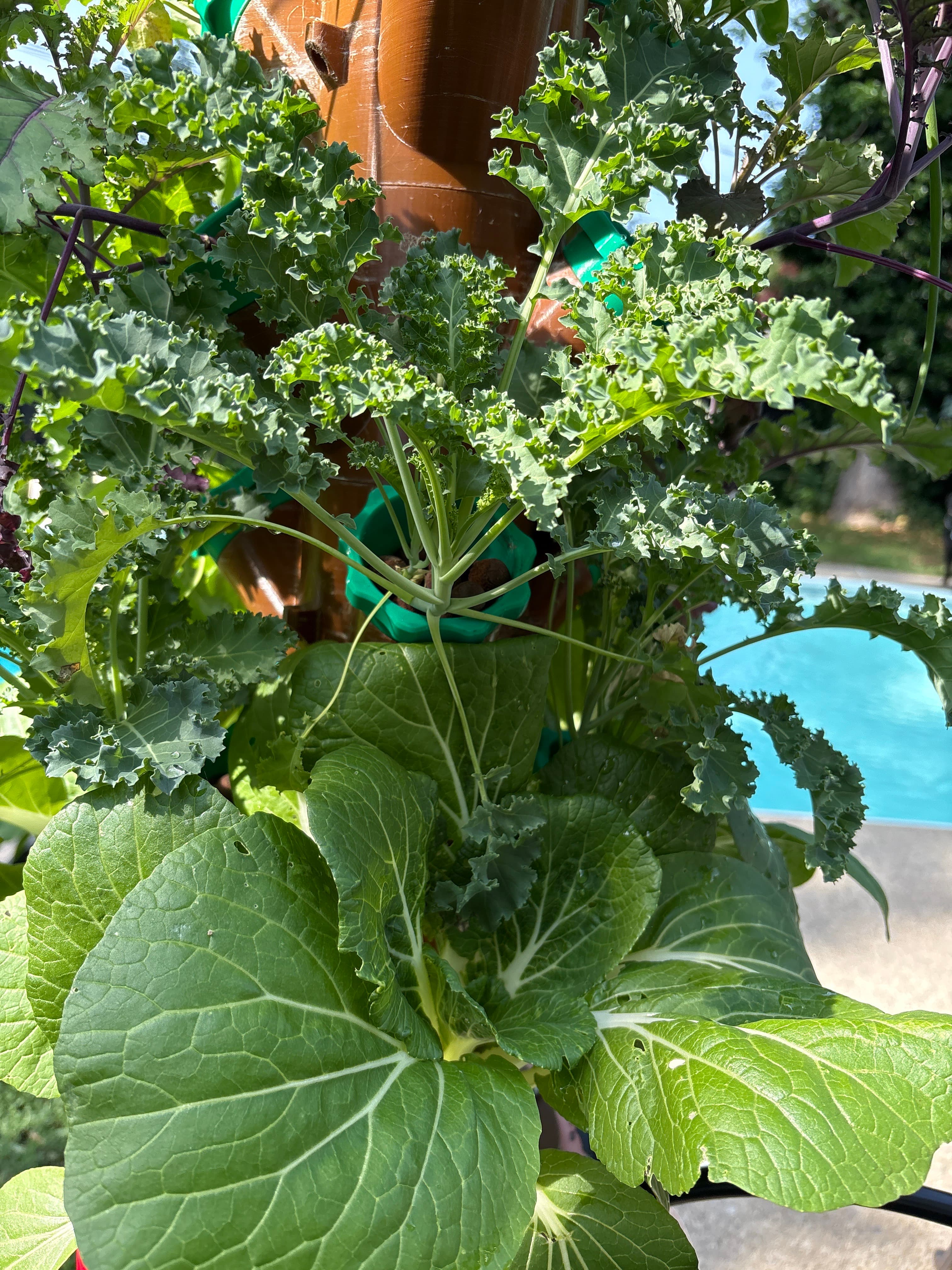 Kale and bok choy thriving in the grow bed
